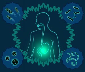 digestion graphic